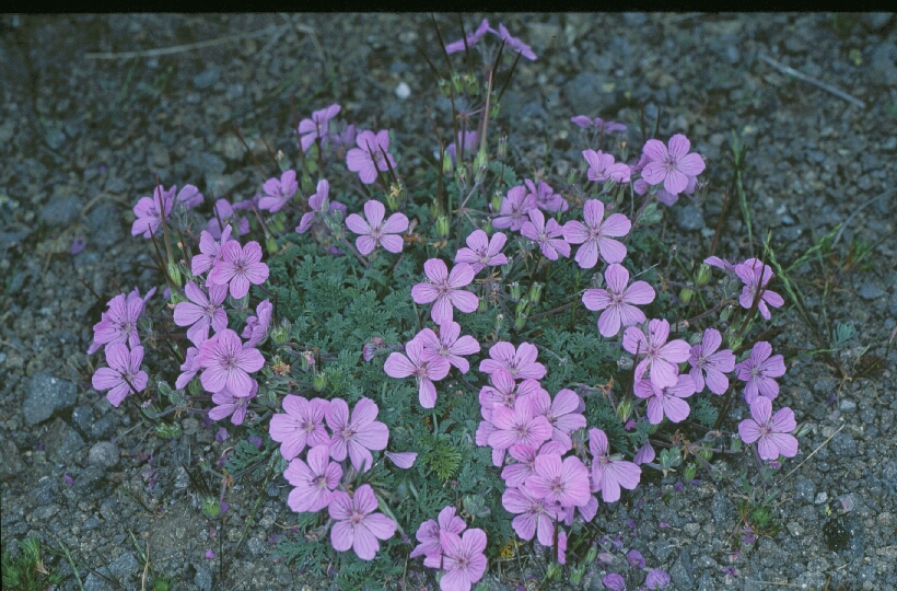 Erodium paularense