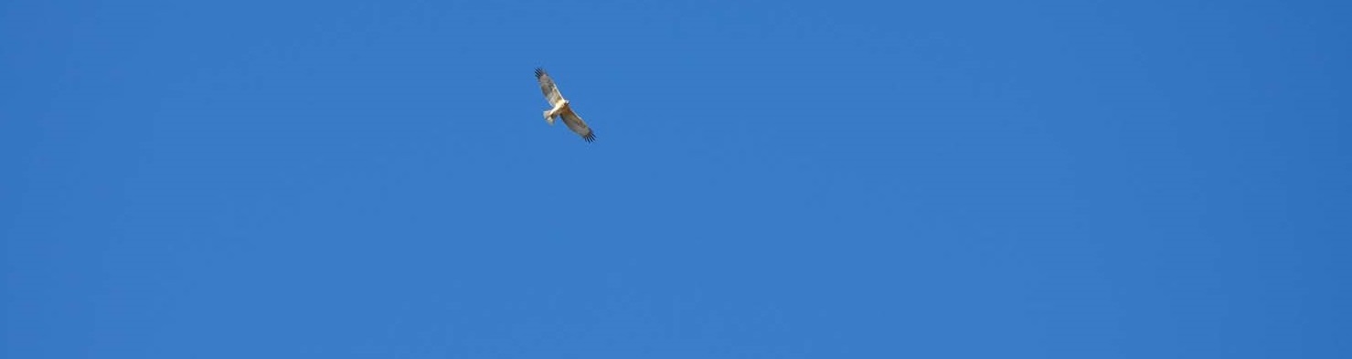 Juvenil de águila perdicera