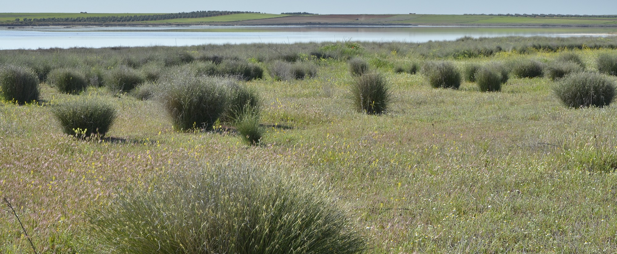 Laguna y pastizales salinos