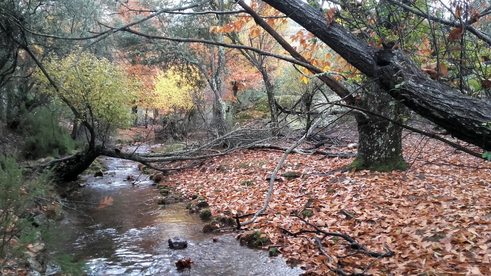 Paisaje fluvial Cabañeros