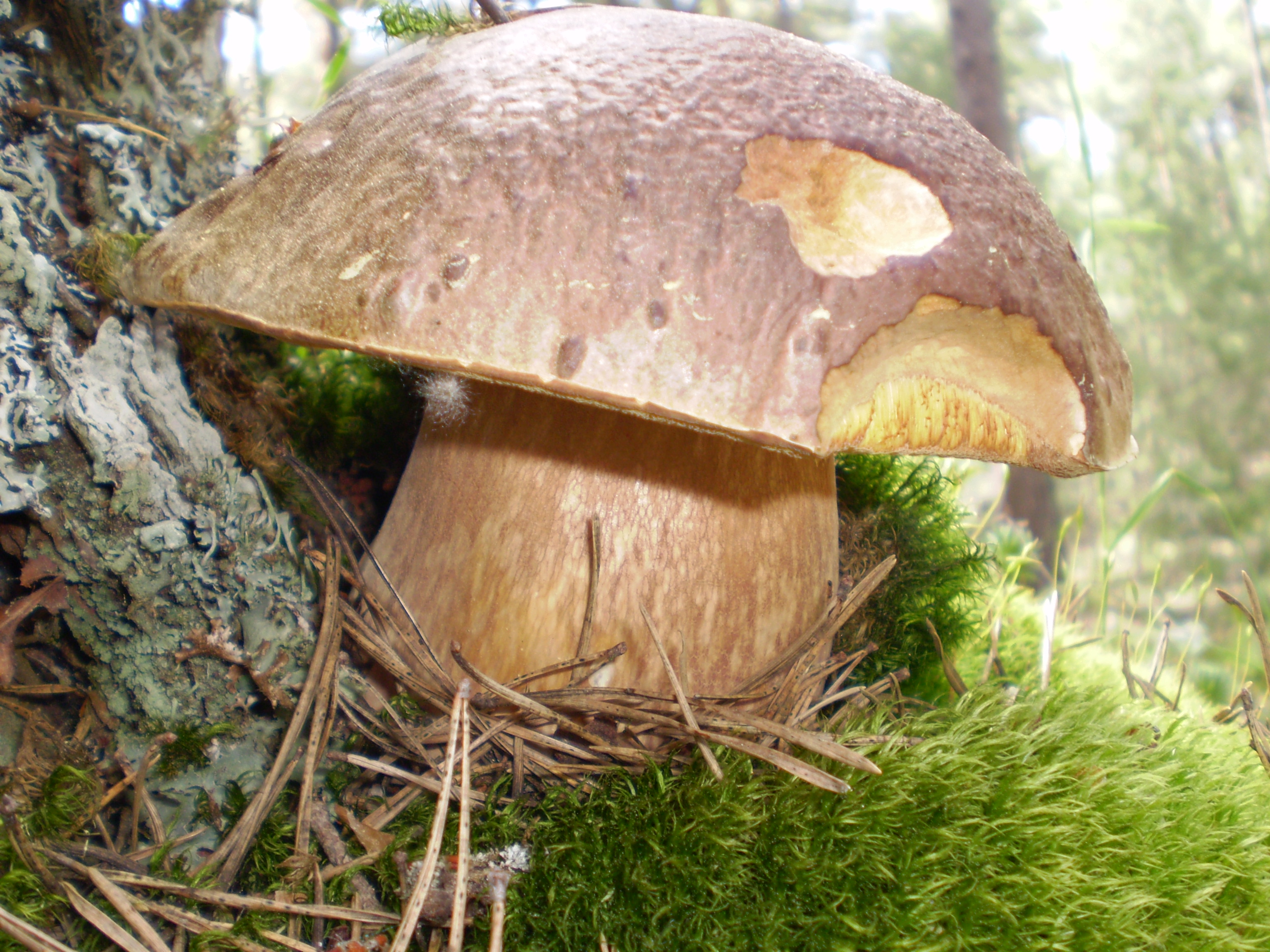 Boletus pinophilus Valdemeca