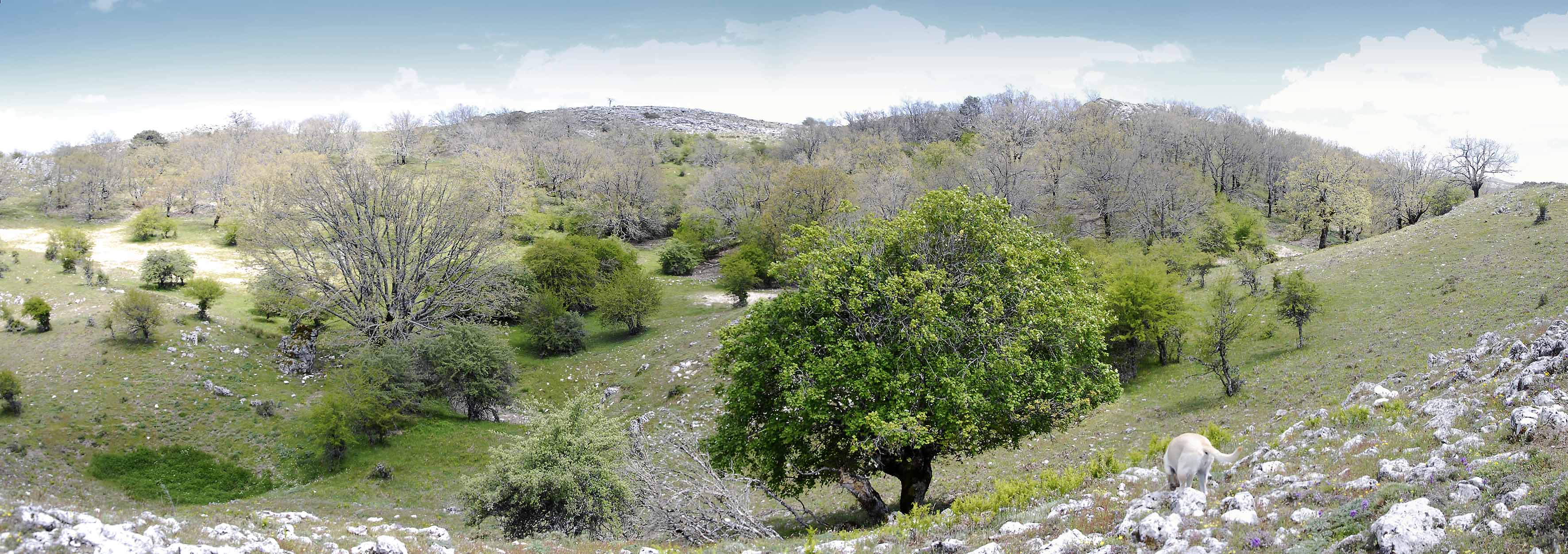 Bosque maduro de relevacia