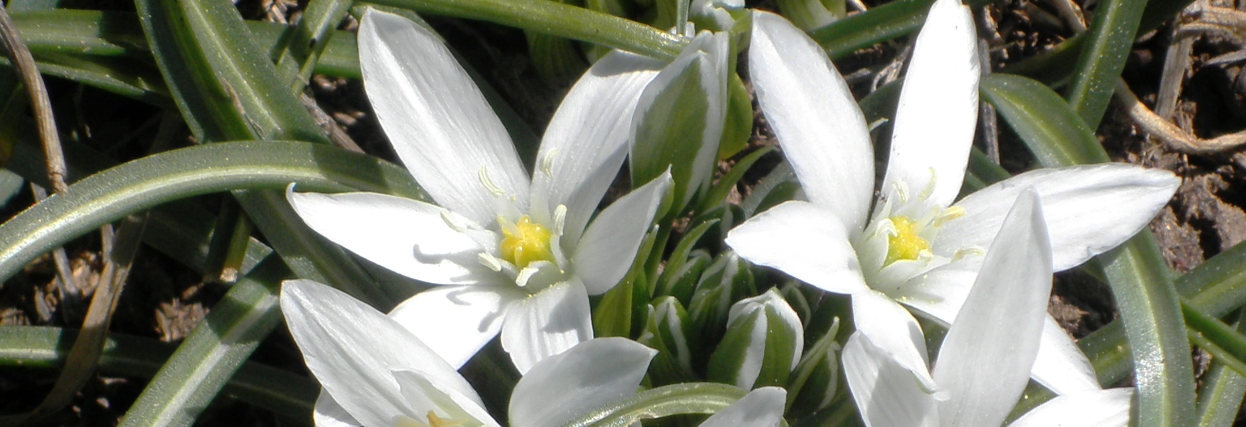 Flora de alta montaña