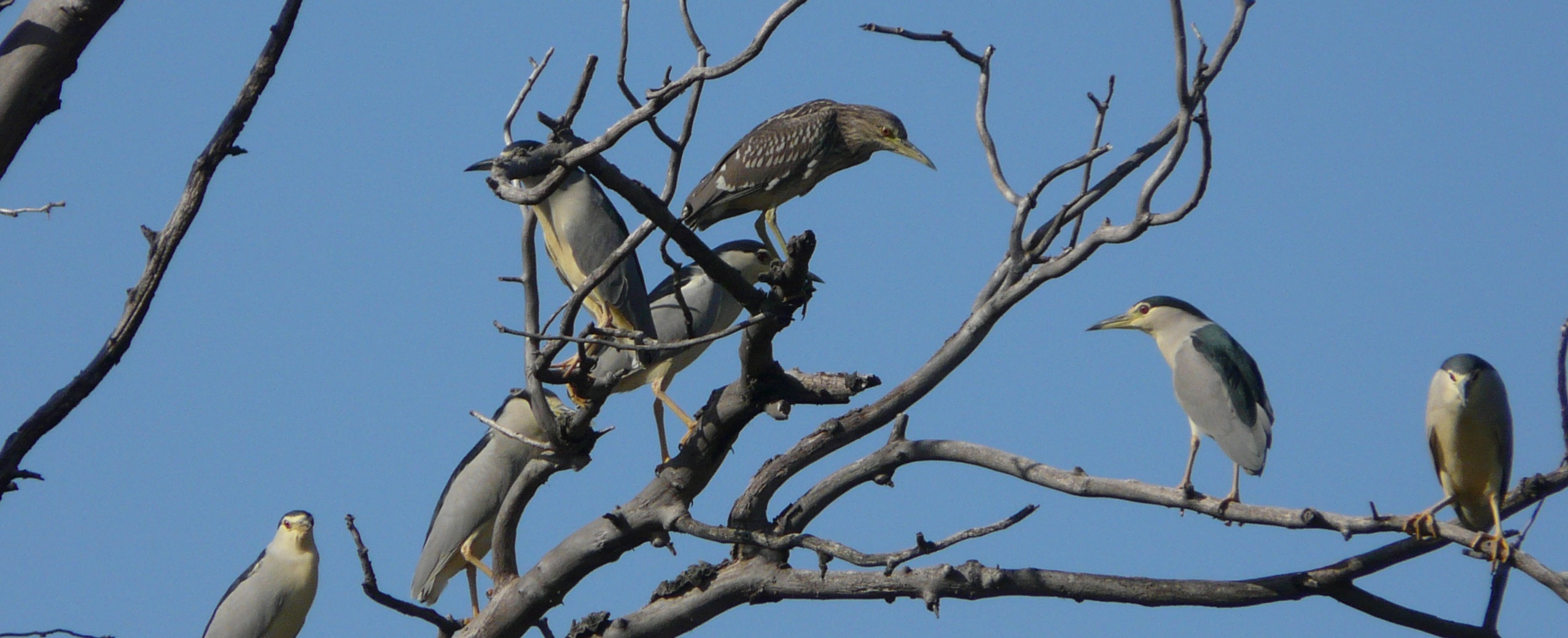 Martinetes (Nycticorax nycticorax)