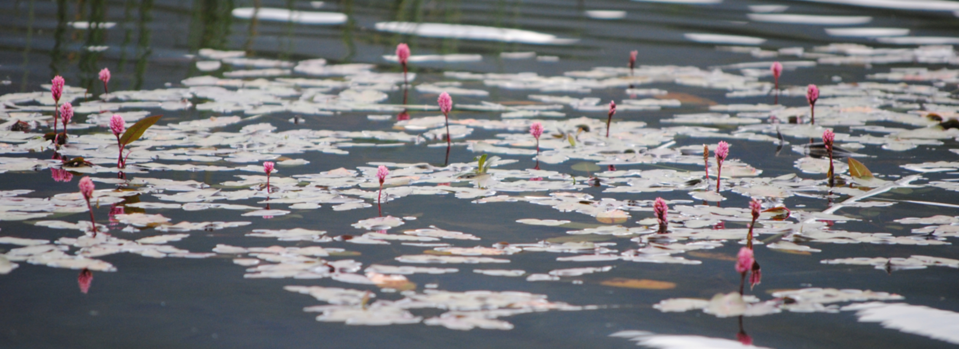 Vegetación acuática (Polygonum amphibium) en la laguna de Talayuelas