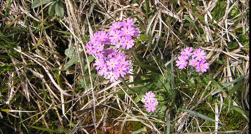 Primula farionosa