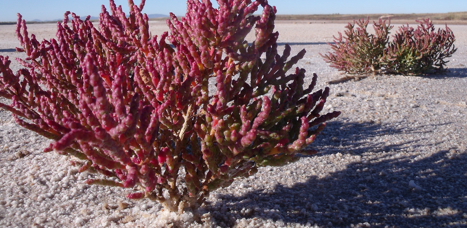 Vegetación salina