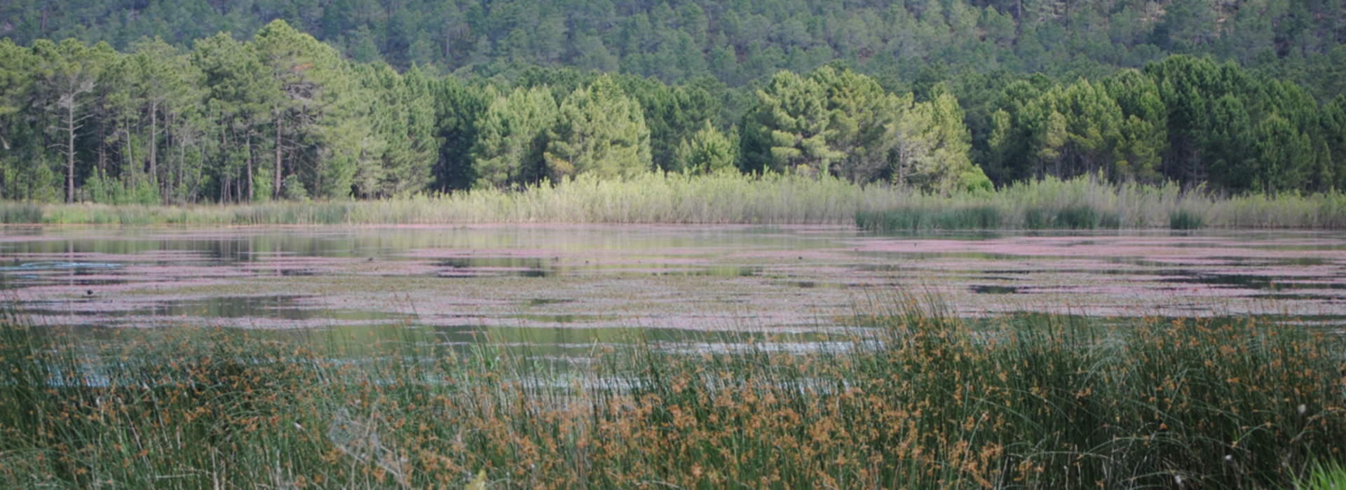 Laguna de Talayuelas a finales de la primavera