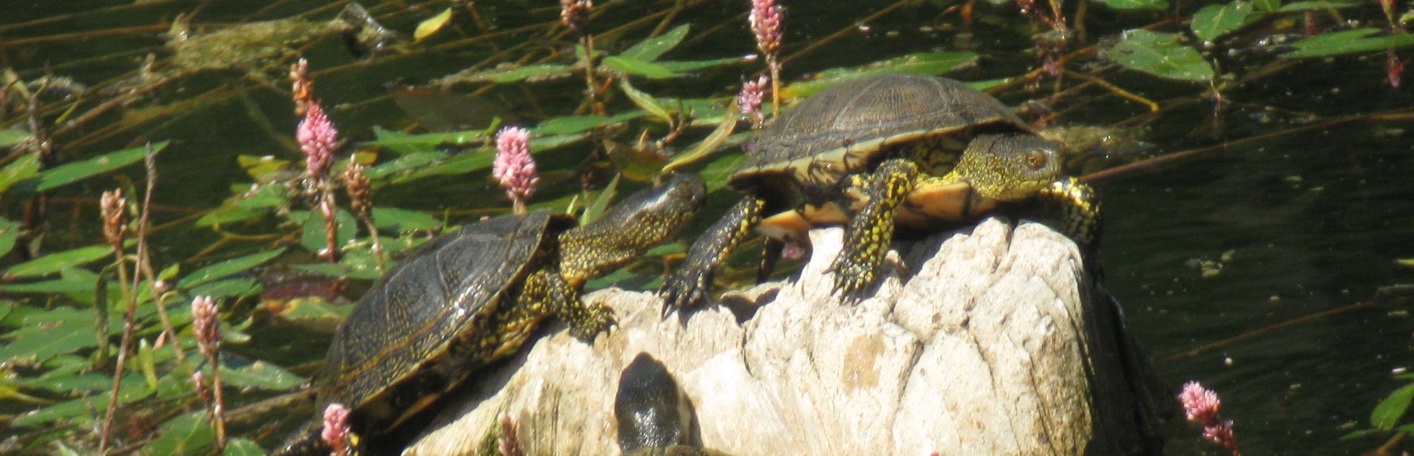 Galápago europeo