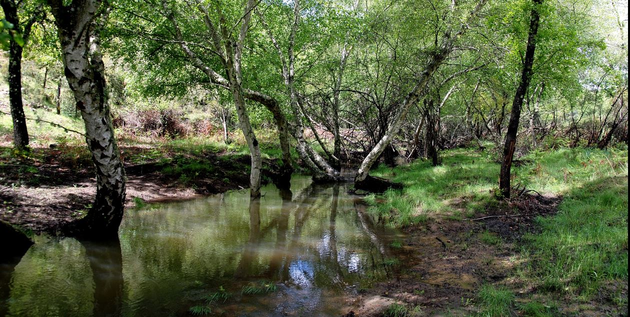 Abedular de Riofrío