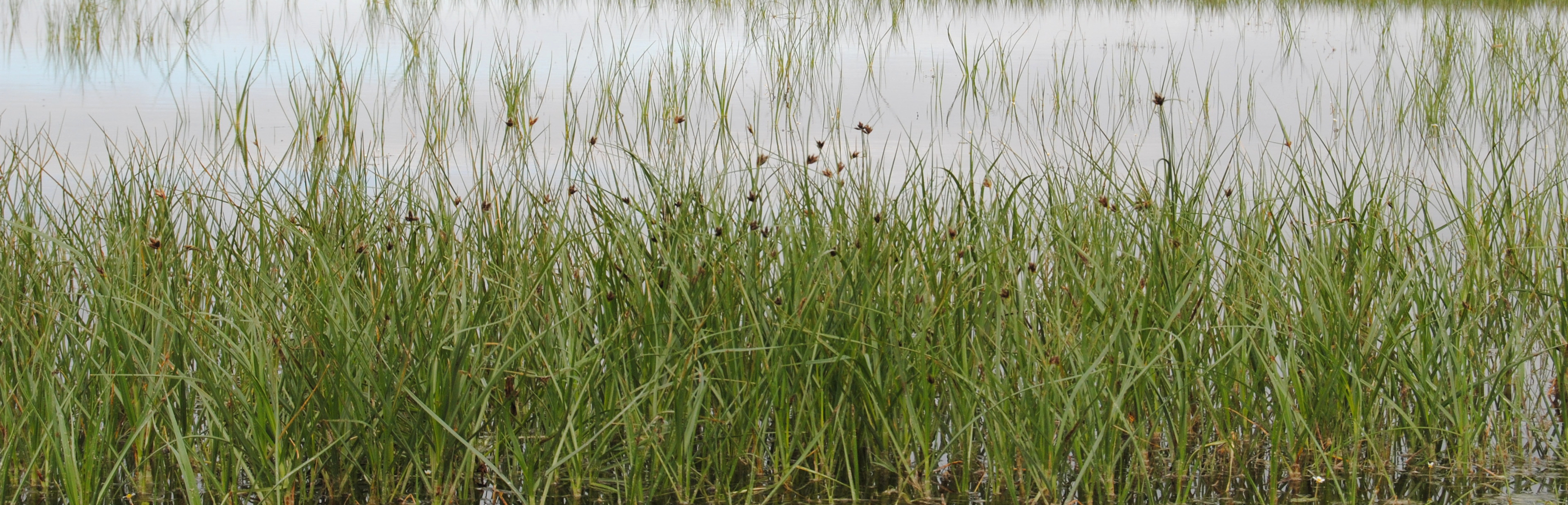 Castañuelas en la laguna de El Hito