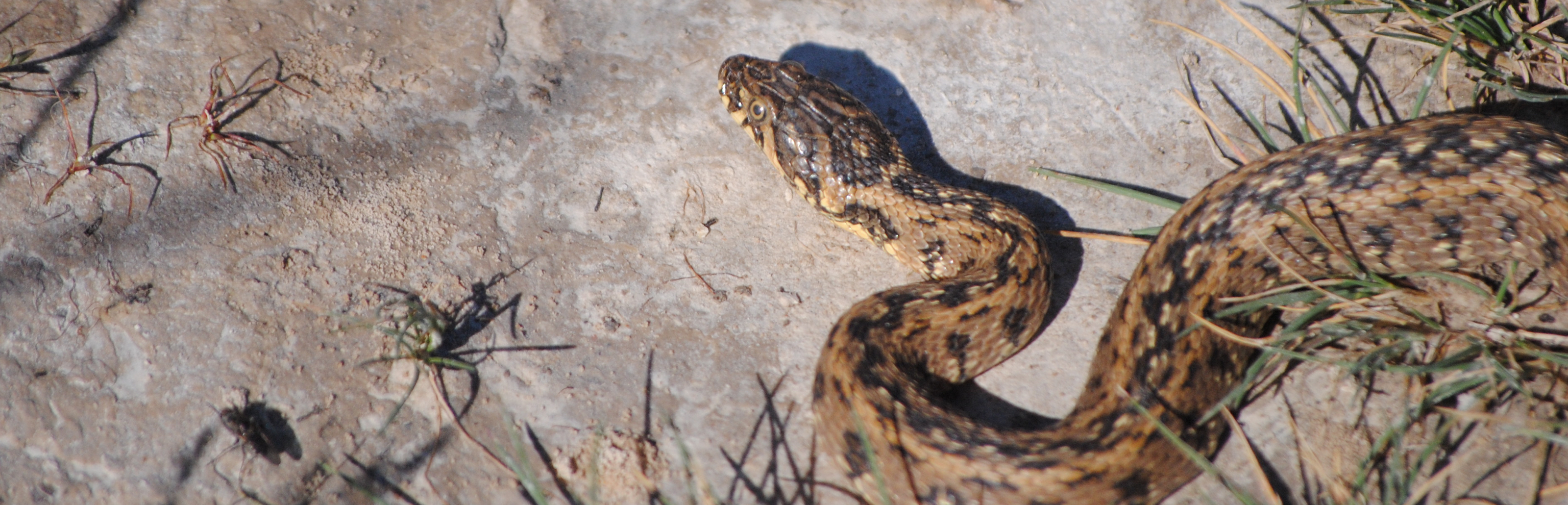 Culebra de agua (Natrix maura)