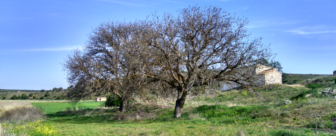 Nogueras del Ossero.