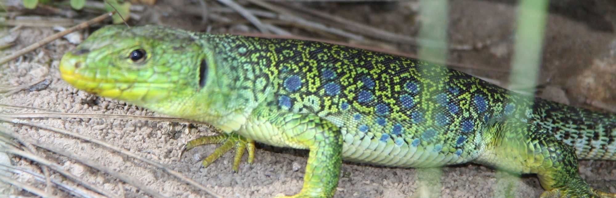 Lagarto ocelado