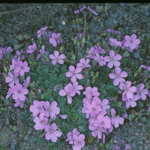 Erodium paularense