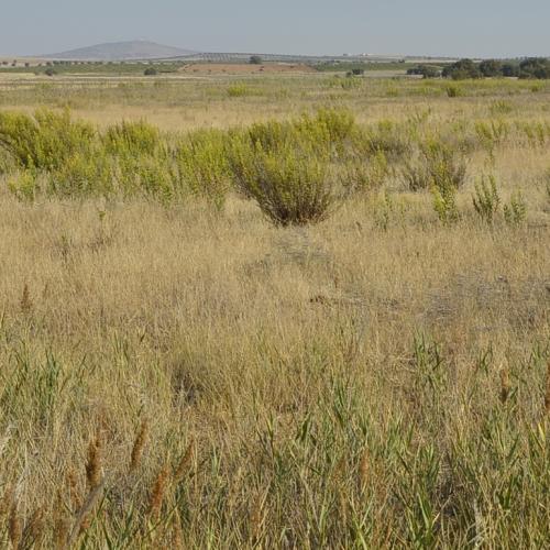 Panorámica de la Laguna