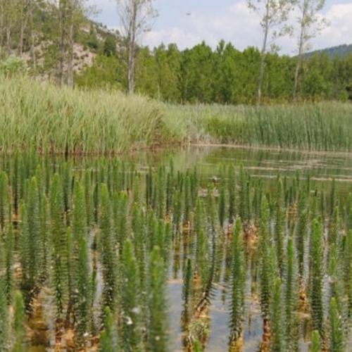 "Bosque" de Hippuris vulgaris en la laguna del Marquesado