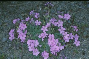 Erodium paularense