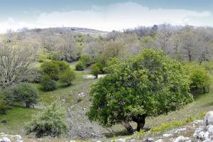 Bosque maduro de relevacia