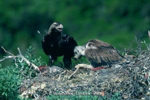 Aguila imperial