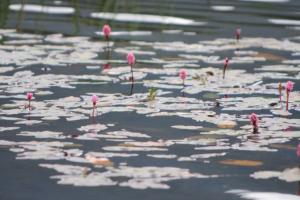 Vegetación acuática (Polygonum amphibium) en la laguna de Talayuelas