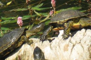 Galápago europeo