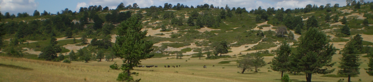 Rincón de Palacios (Zafrilla)