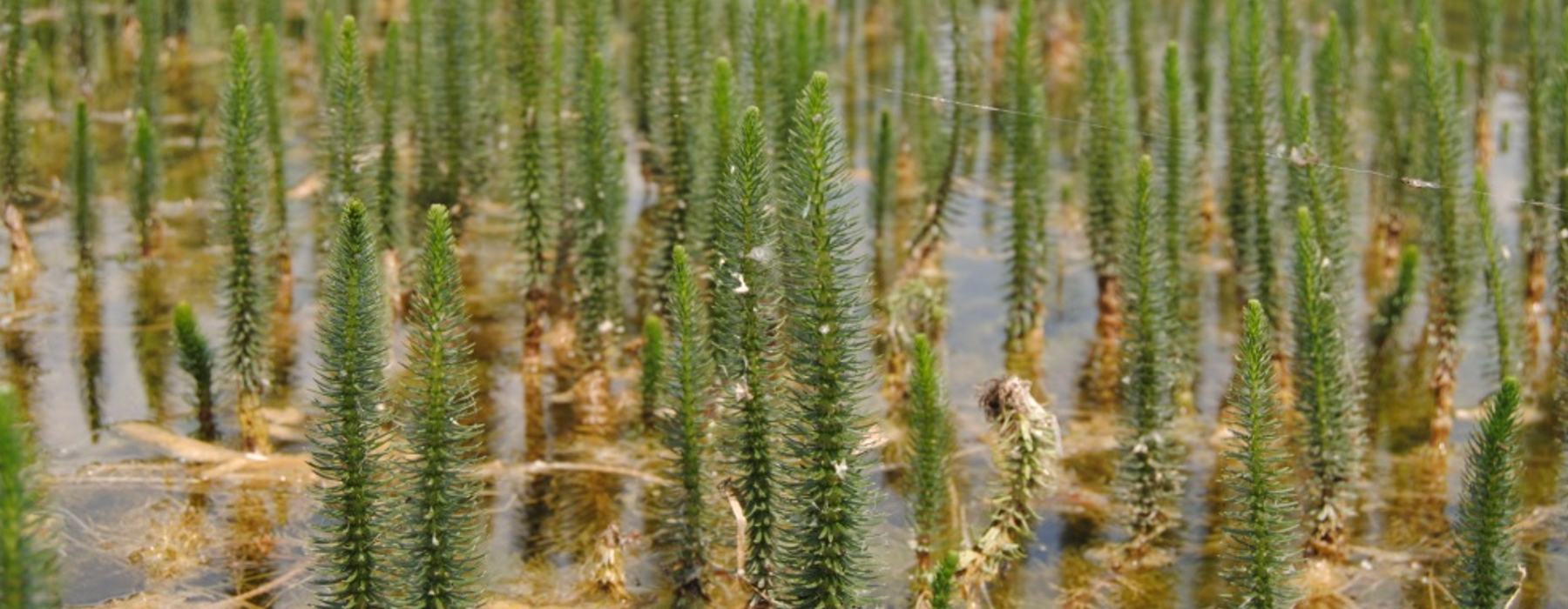 Hippuris vulgaris, planta acuática protegida