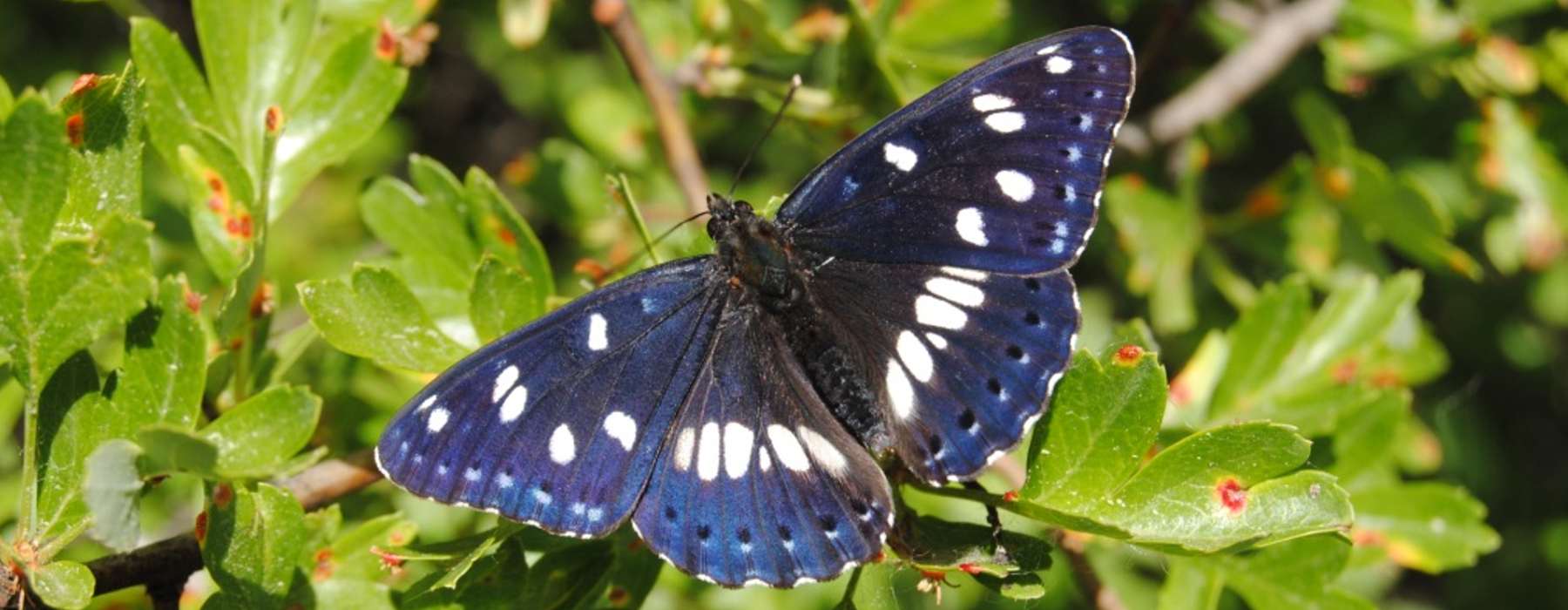 Limenitis reducta, mariposa presente en la reserva natural