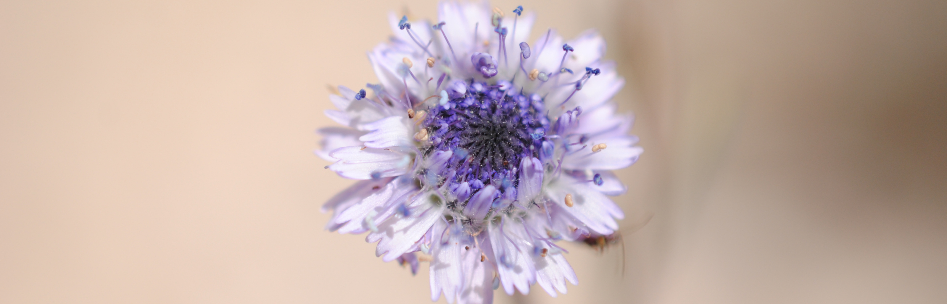 Coronilla de fraile (Globularia alypum)