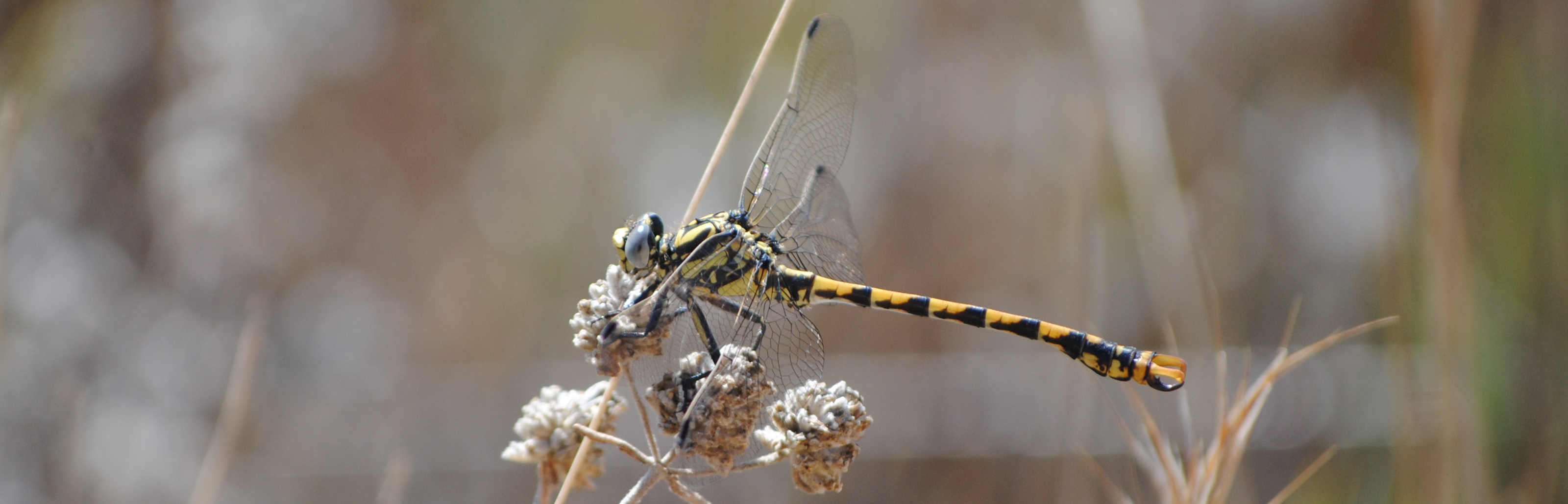 Libélula protegida (Onychogomphus uncatus)